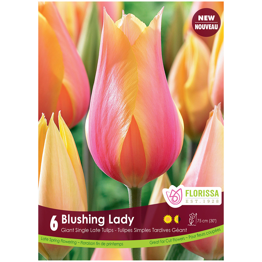 Tulipa 'Blushing Lady' Bulbs
