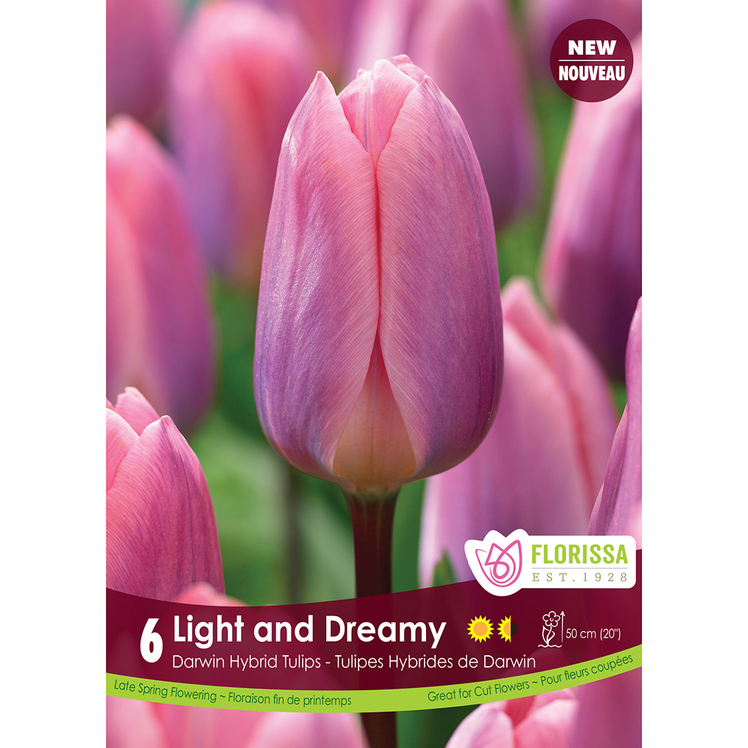 Tulipa 'Light and Dreamy' Bulbs