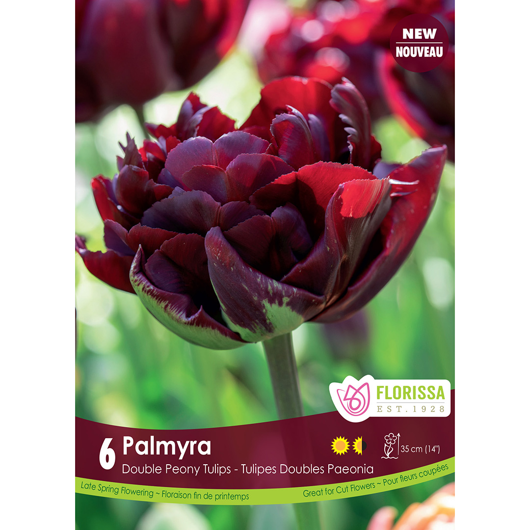 Tulipa 'Palmyra' Bulbs  