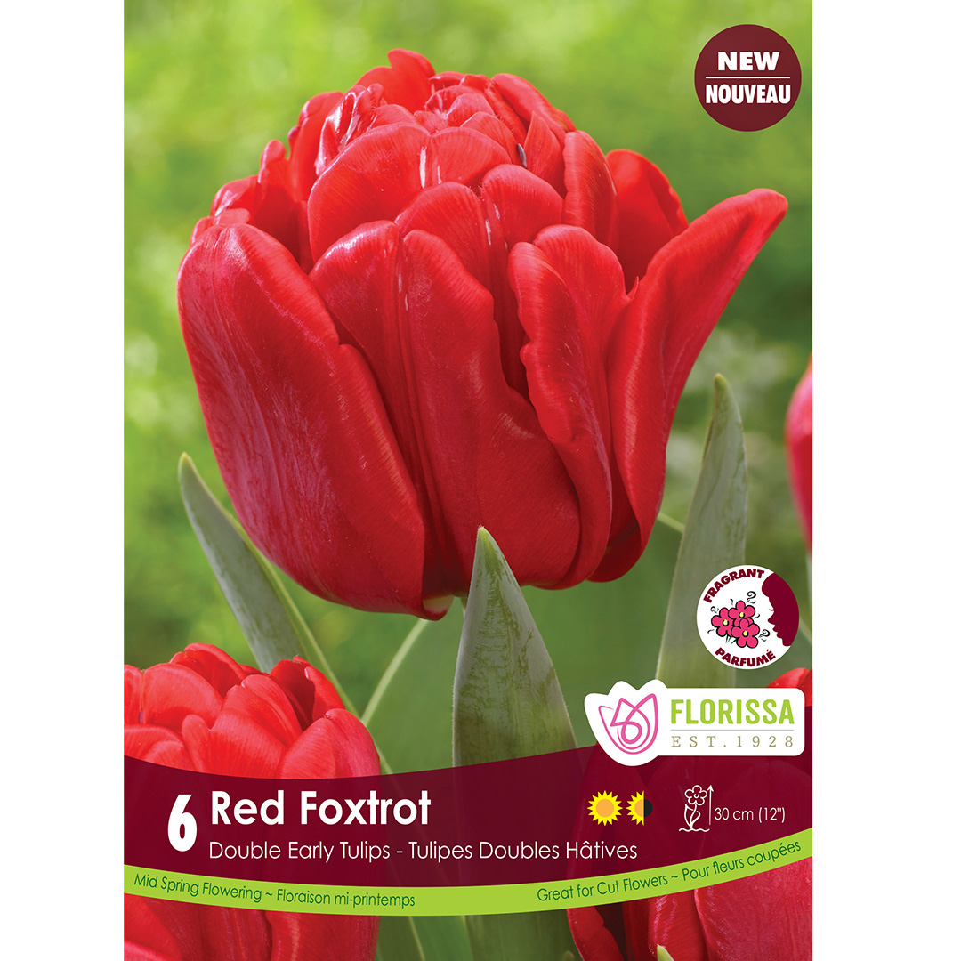 Tulipa 'Red Foxtrot' Bulbs 