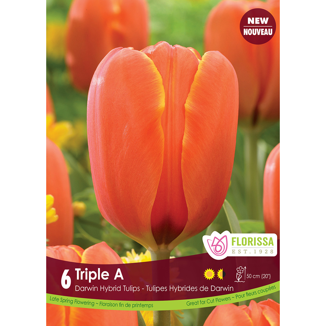 Tulipa 'Triple A' Bulbs