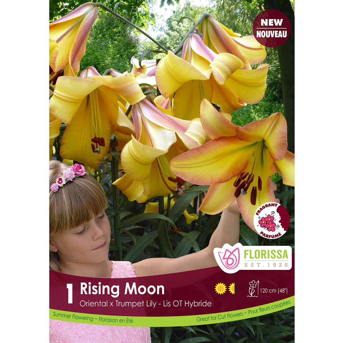 Hybrid Lily 'Rising Moon' Bulb  
