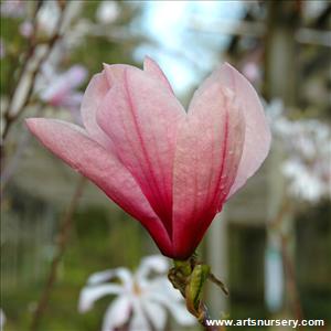 Magnolia x  'Athene'