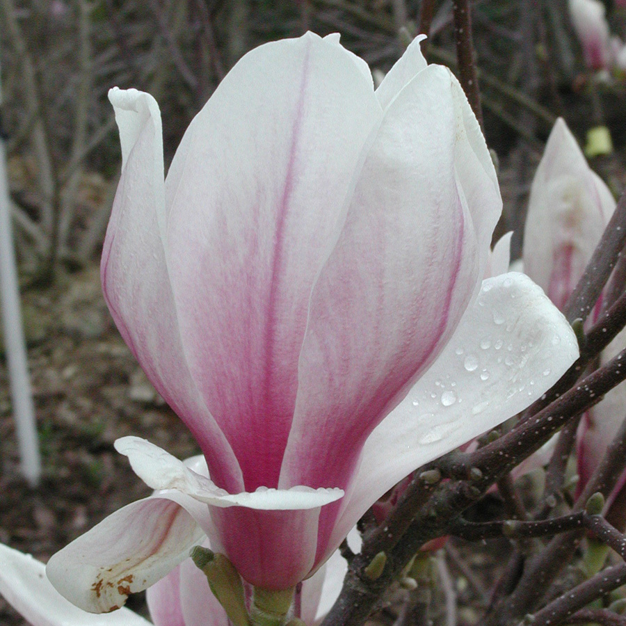 Magnolia X soulangiana