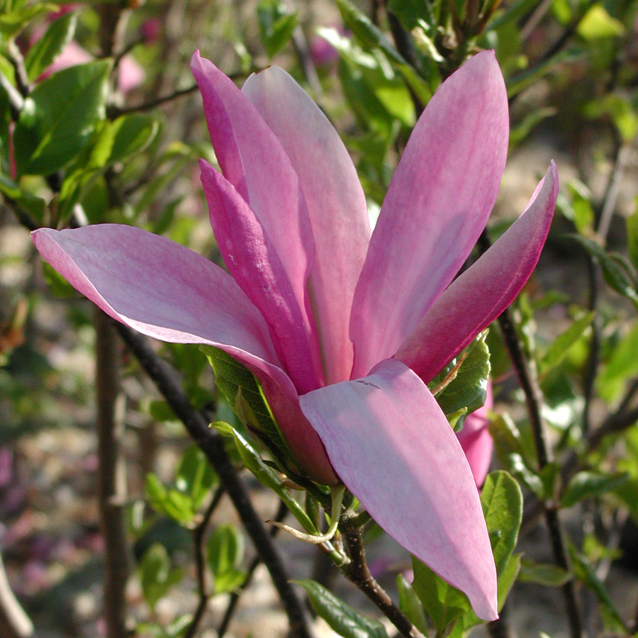 Magnolia x soulangiana 'Susan'