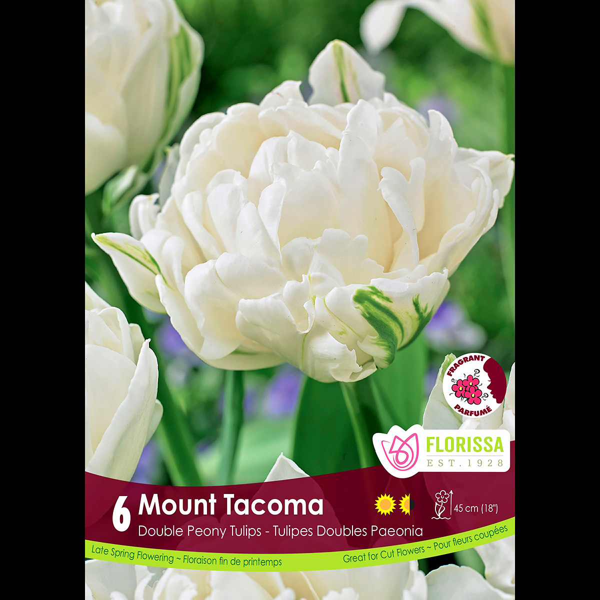 Tulipa 'Mount Tacoma' Bulb 