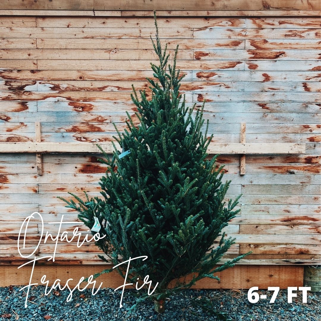 CUT Christmas Tree - Fraser Fir 6-7ft