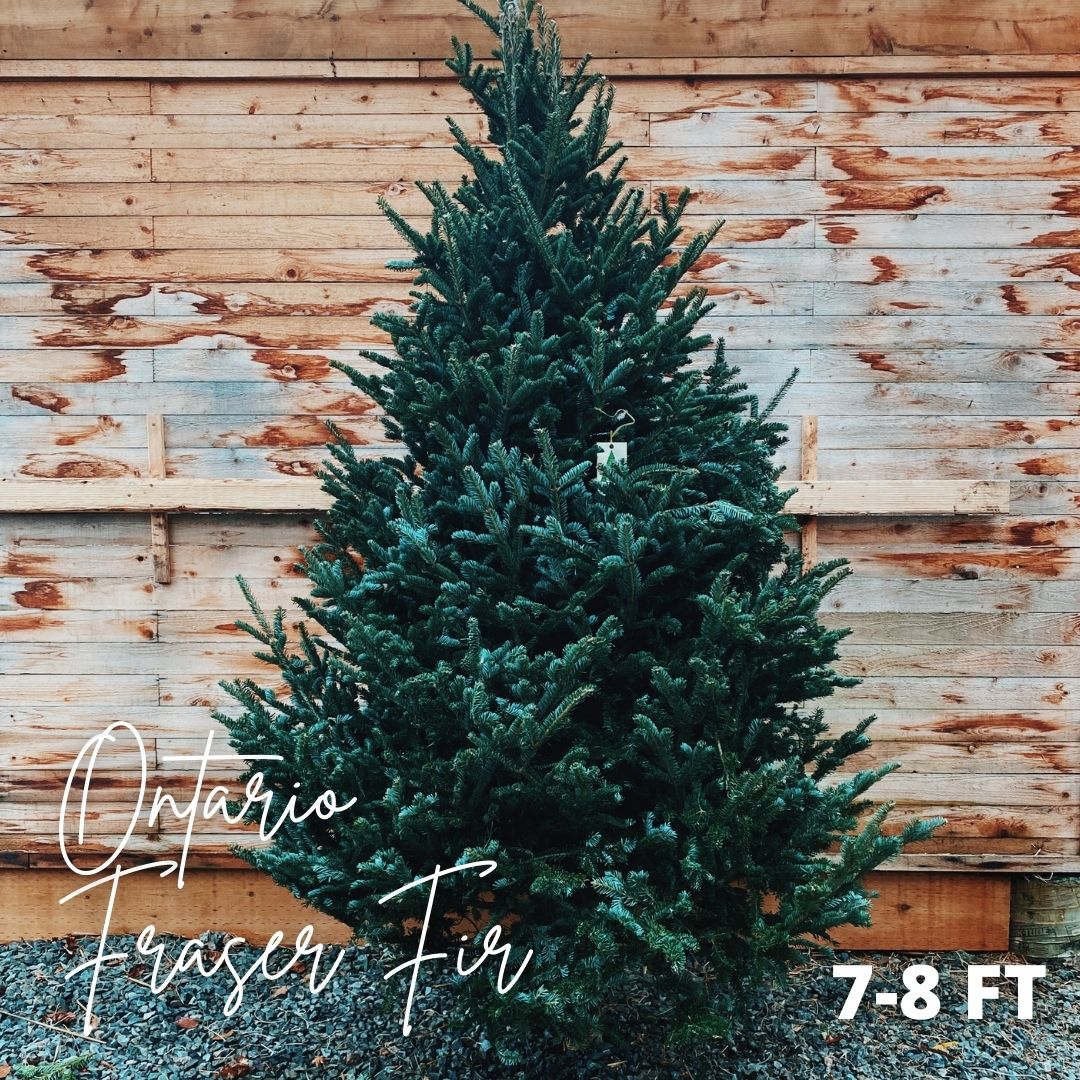 CUT Christmas Tree - Fraser Fir 7-8ft