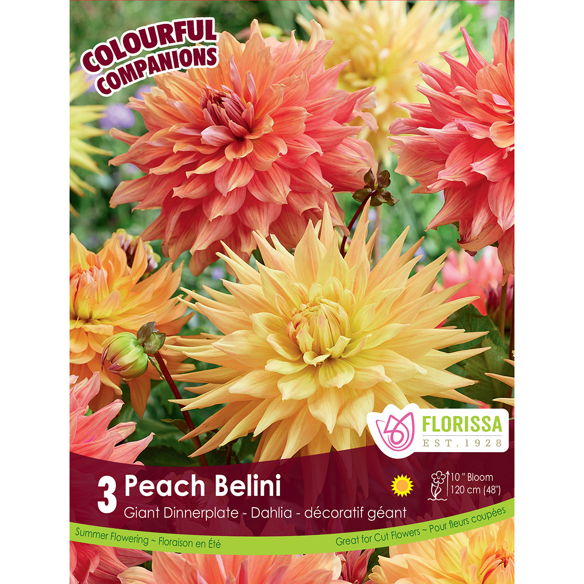 Colourful Companions Dahlia 'Peach Bellini' Tubers 