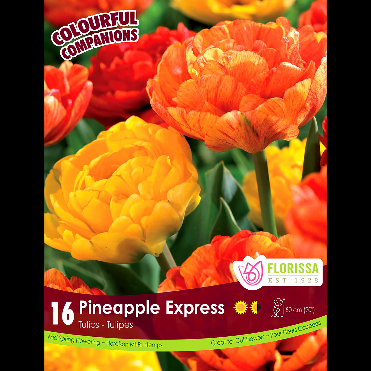 Colourful Companions 'Pineapple Express' Bulb Collection
