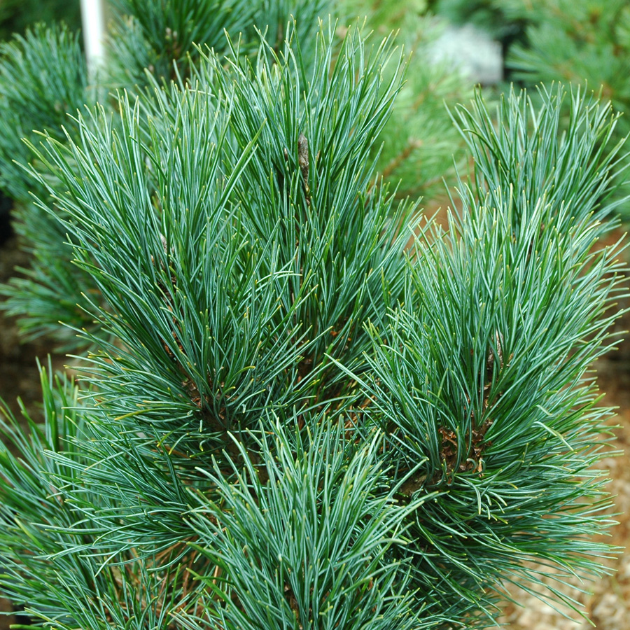 Pinus cembra 'Blue Mound' 