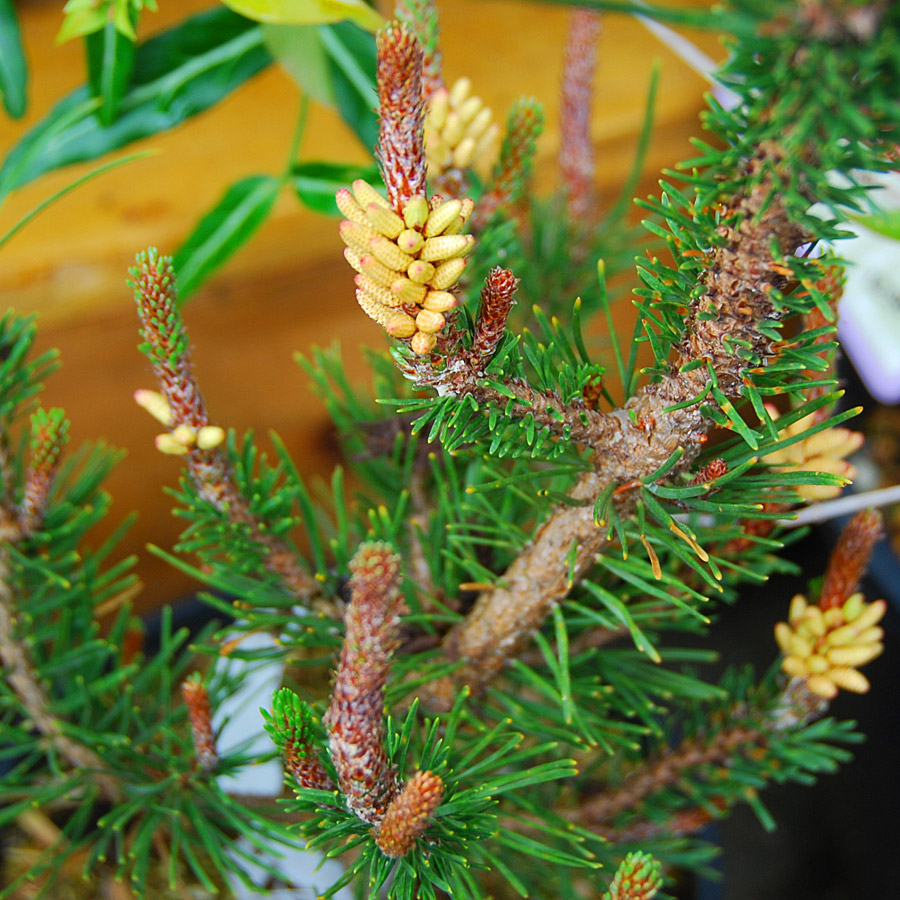 Pinus contorta ' Spaan's Dwarf'
