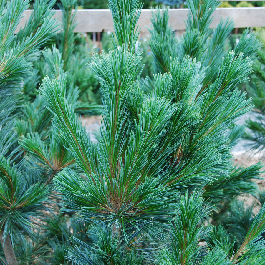Pinus flexilis 'Vanderwolf's Pyramid' 
