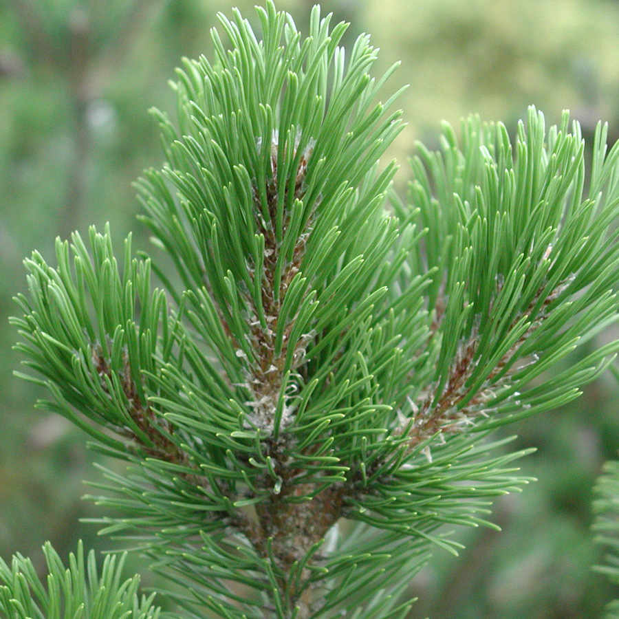 Pinus mugo 'Mops'
