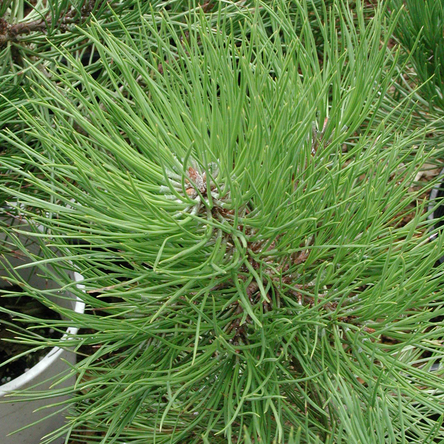 Pinus nigra - Pompom Topiary