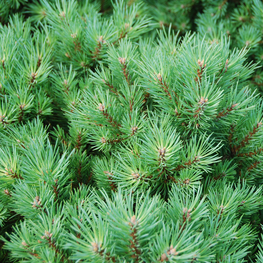 Pinus sylvestris 'Beacon Hill'