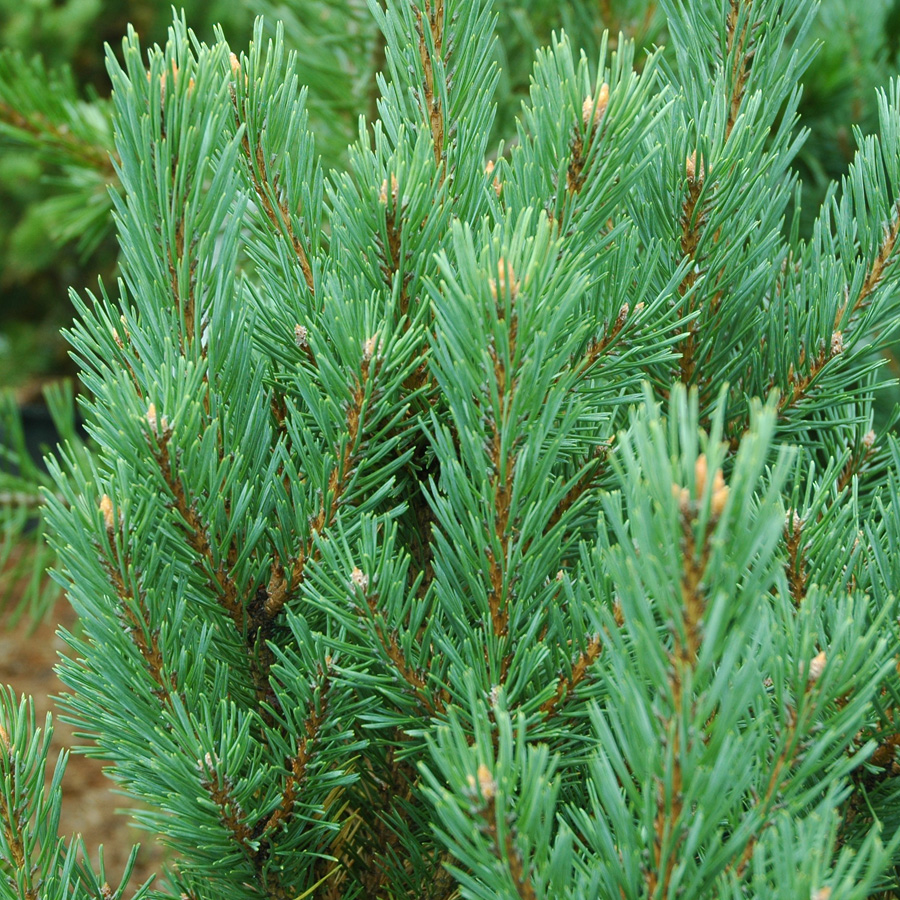 Pinus sylvestris glauca nana
