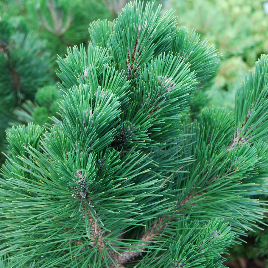 Pinus thunbergii 'Thunderhead' - Pompom Topiary 'STARTER'