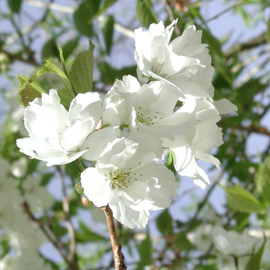 Prunus serrulata 'Shiro-Fugen' 
