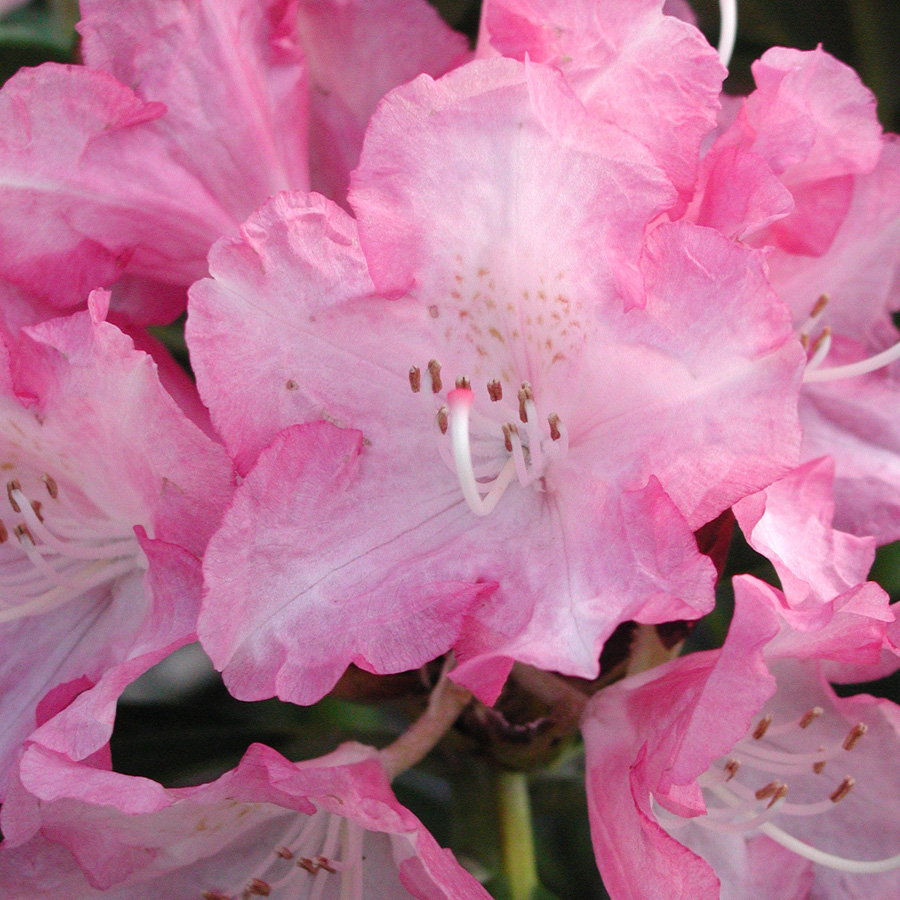 Rhododendron 'Sonatine'