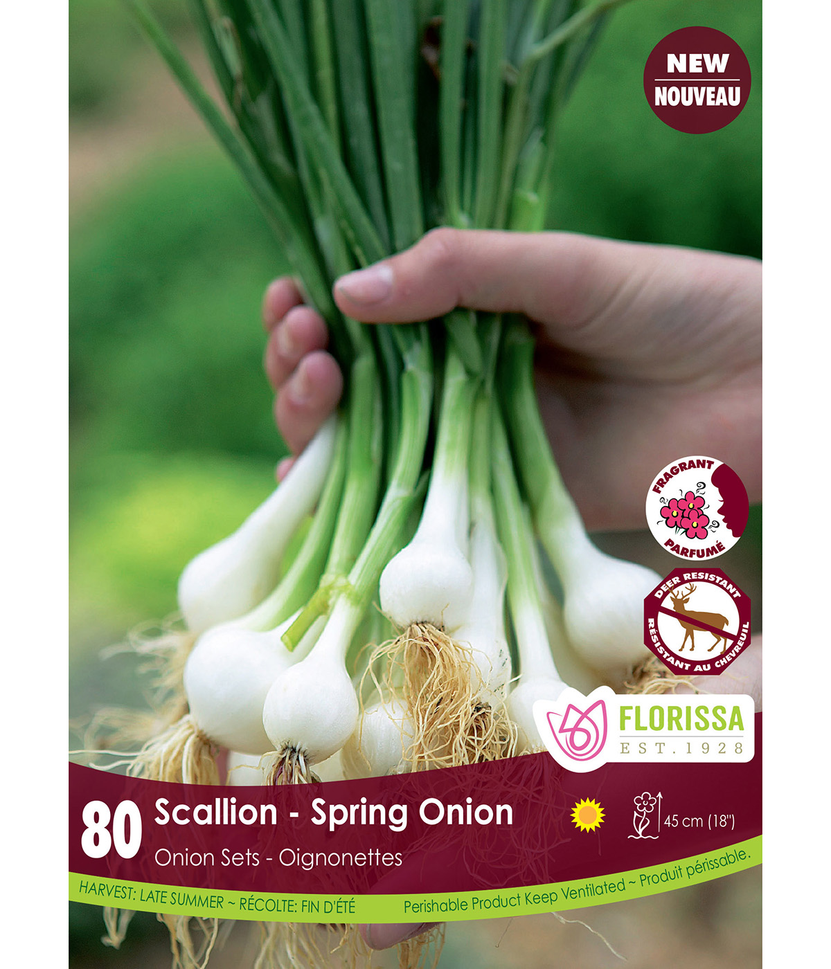 Onion Sets 'Green Scallion' 80pk 