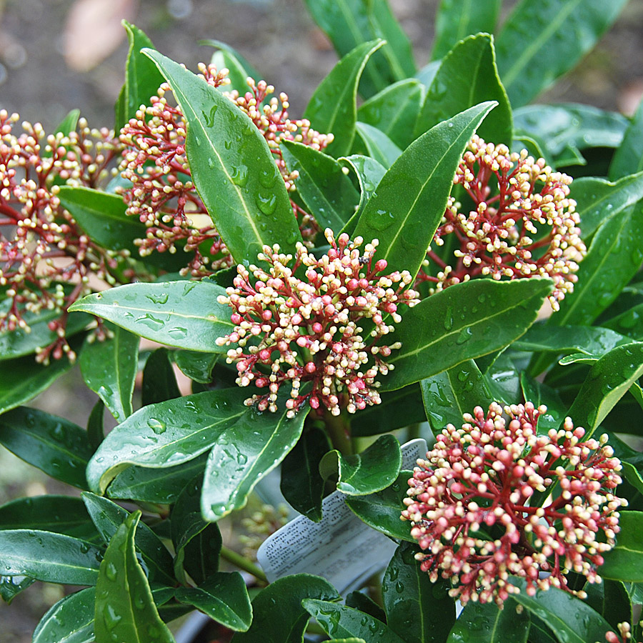 Skimmia japonica (Male)