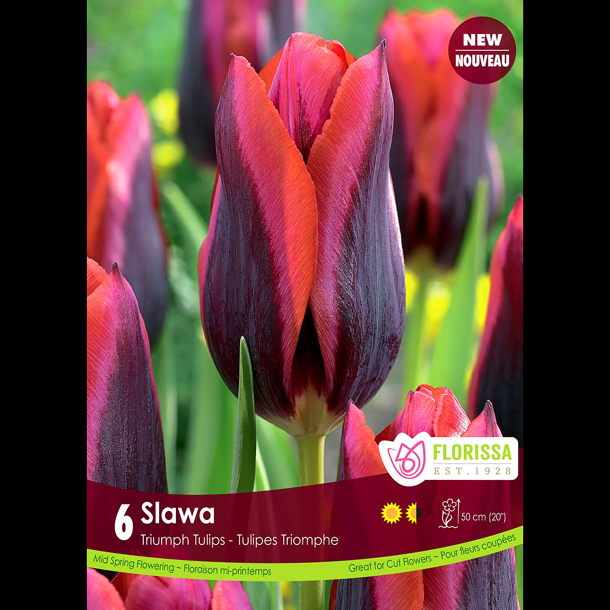 Tulipa 'Slawa' Bulbs 6PK