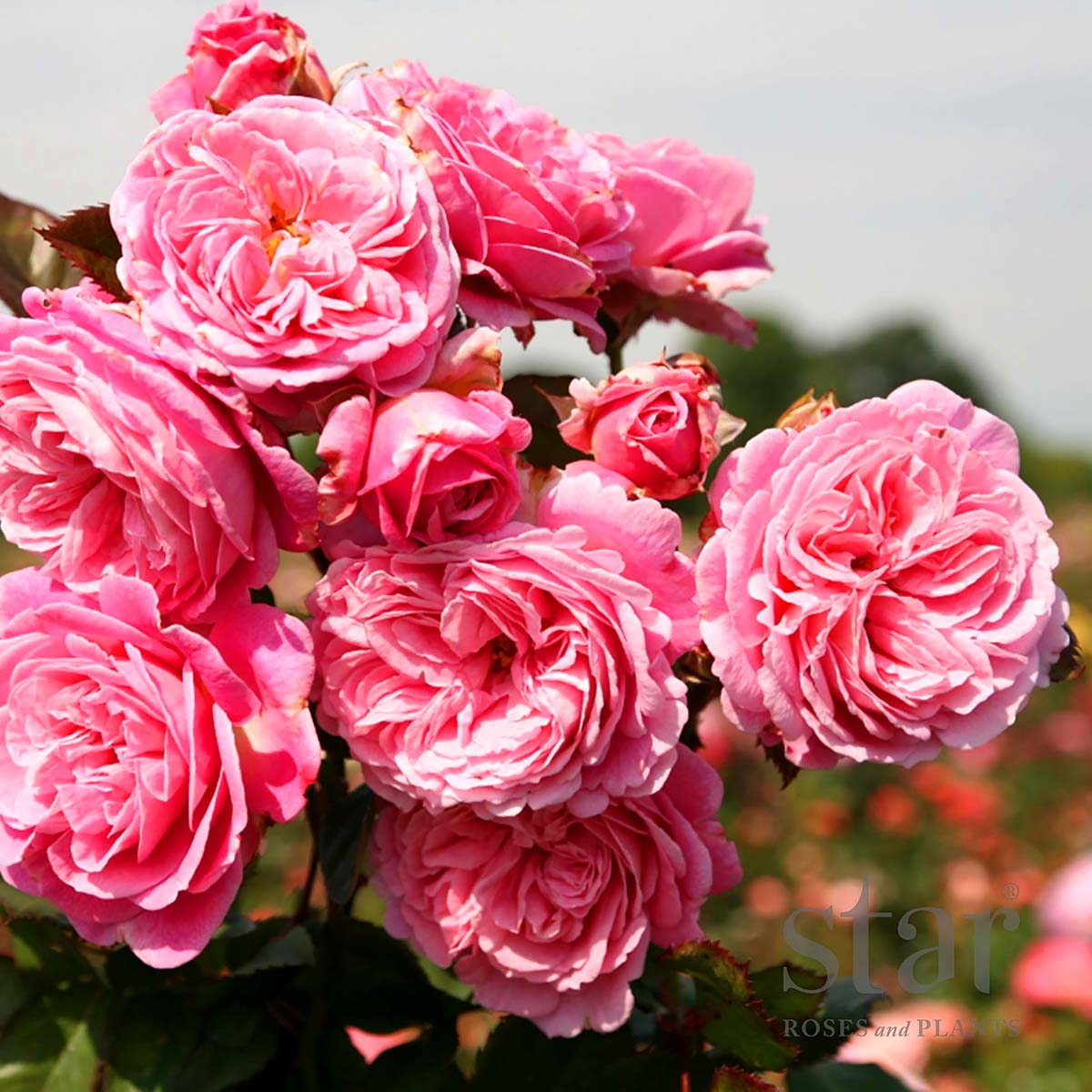 Rosa 'Summer Romance Parfuma' 