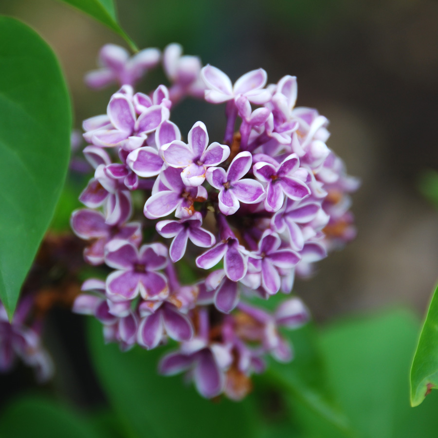 Syringa vulgaris 'Sensation'