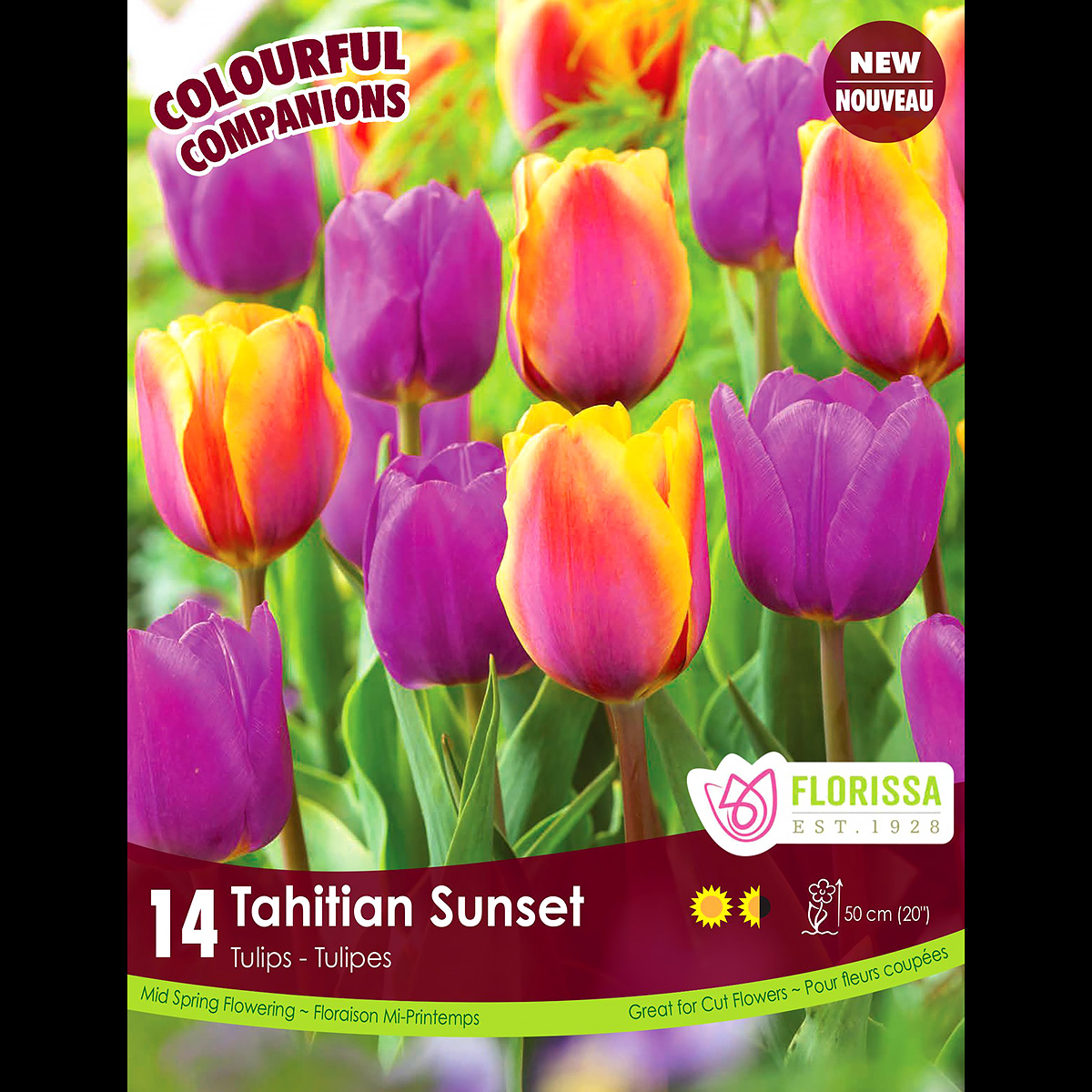Colorful Companions Tulipa 'Tahitian Sunset' 14PK 
