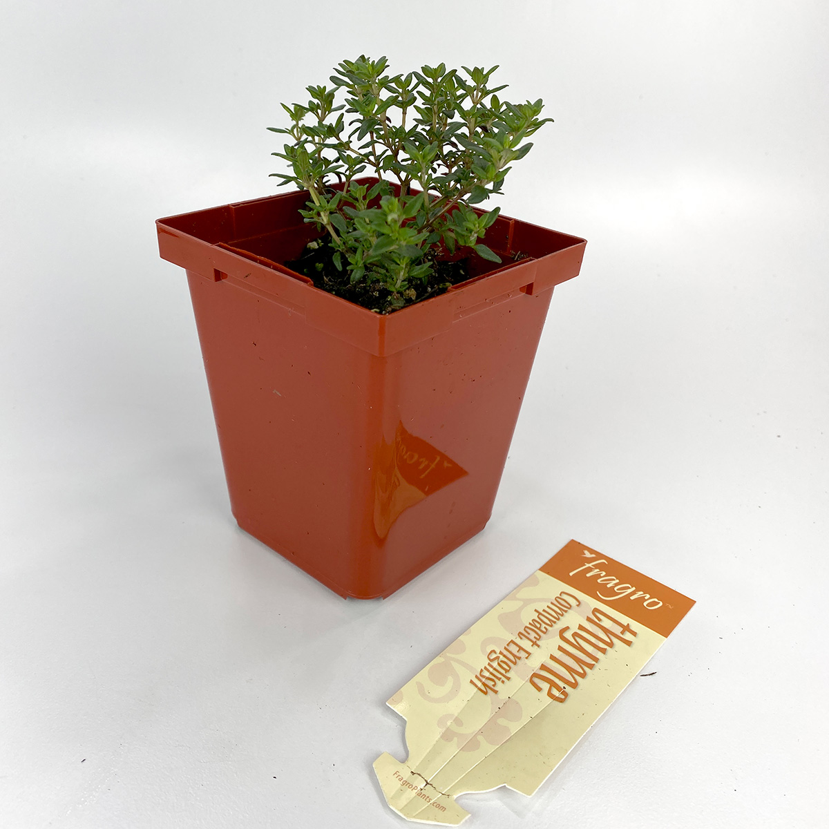 Thyme Compact English 4in
