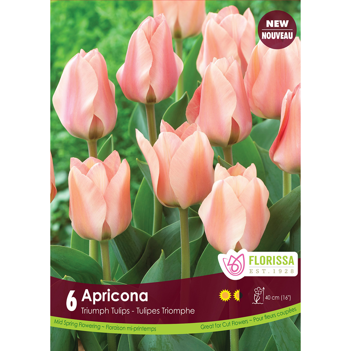 Tulipa 'Apricona' Bulbs