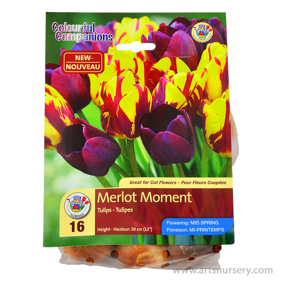 Merlot M