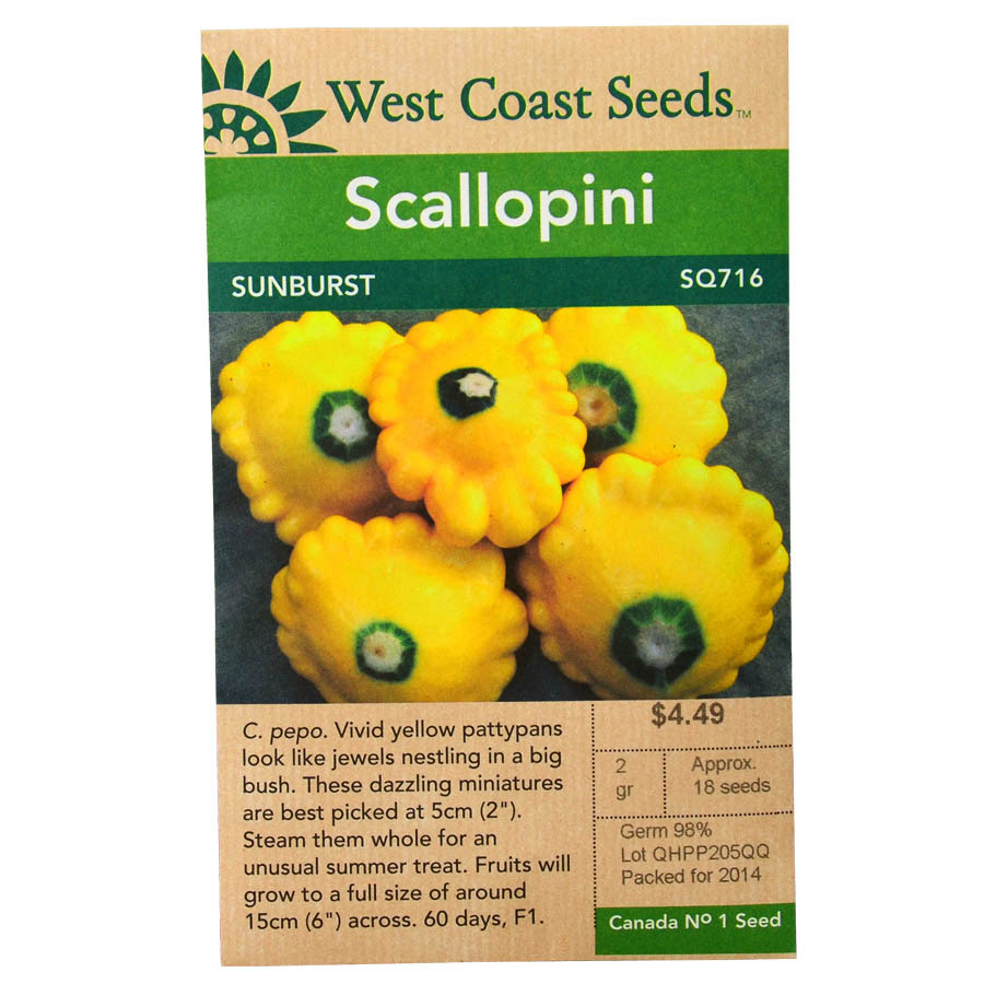 Scallopini Sunburst Seeds SQ716