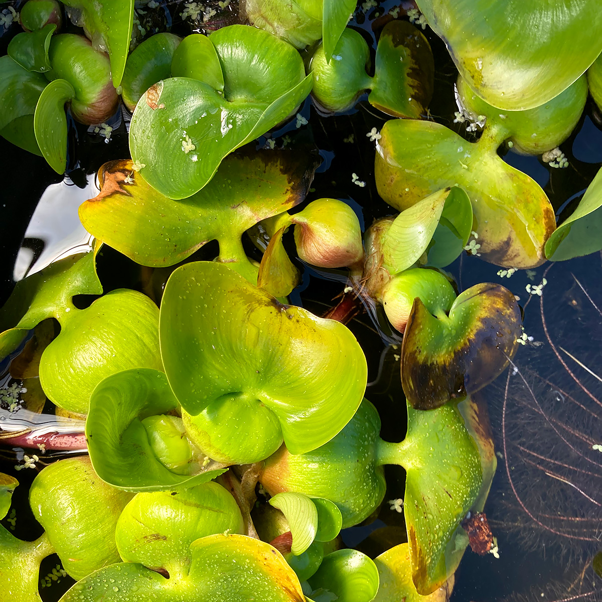 Eichhornia crassipes