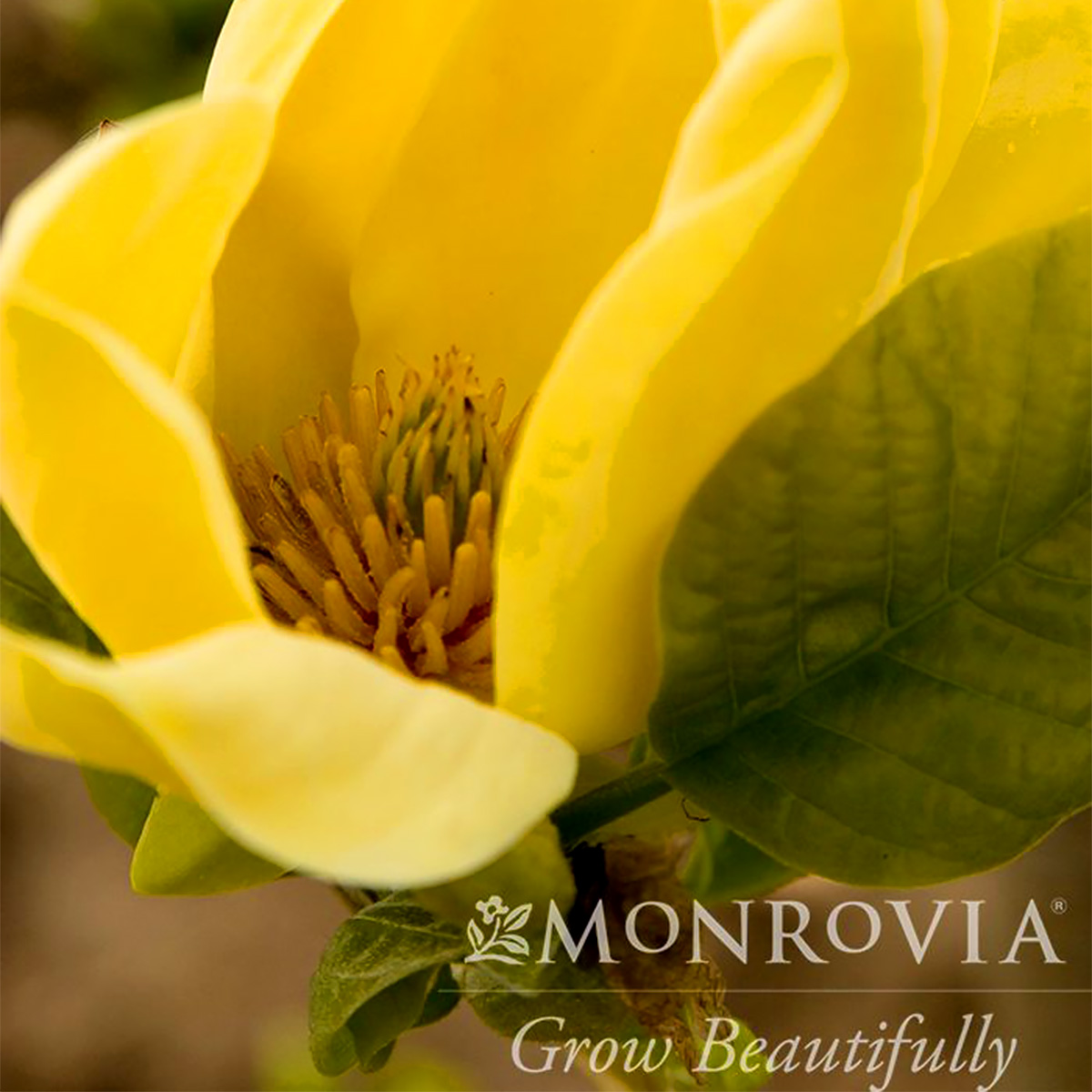Magnolia 'Yellow Bird'   
