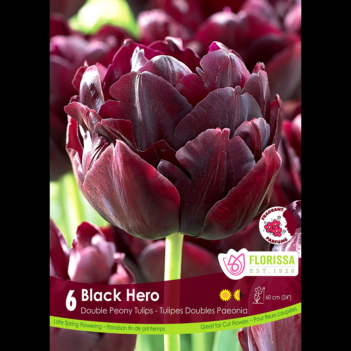Tulipa 'Black Hero' Bulbs