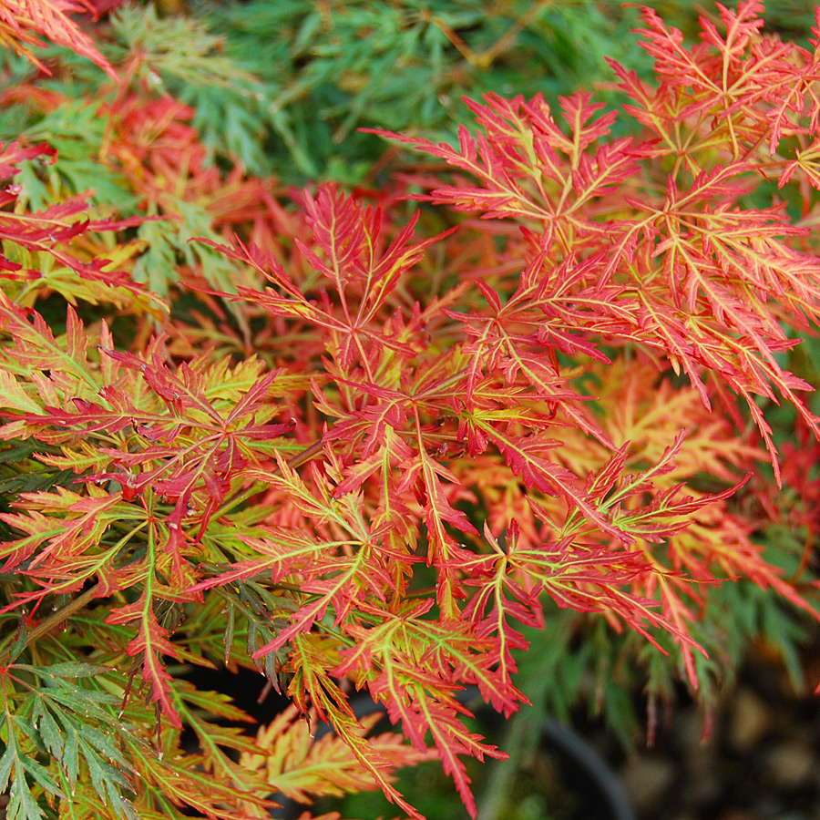 Acer palmatum dissectum 'Orangeola'  