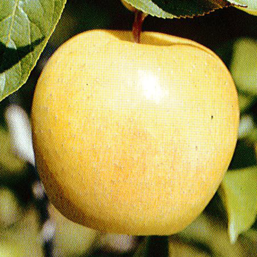 Malus 'Yellow Delicious' 