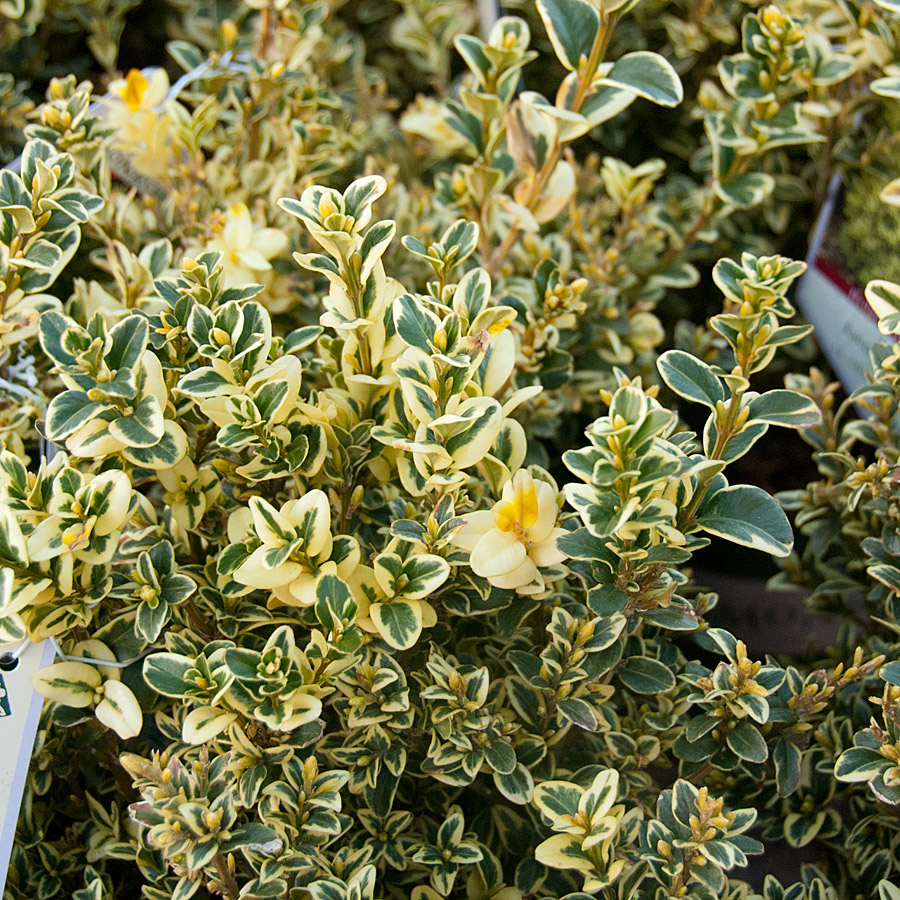 Buxus sempervirens aureo-variegata - Cone Topiary