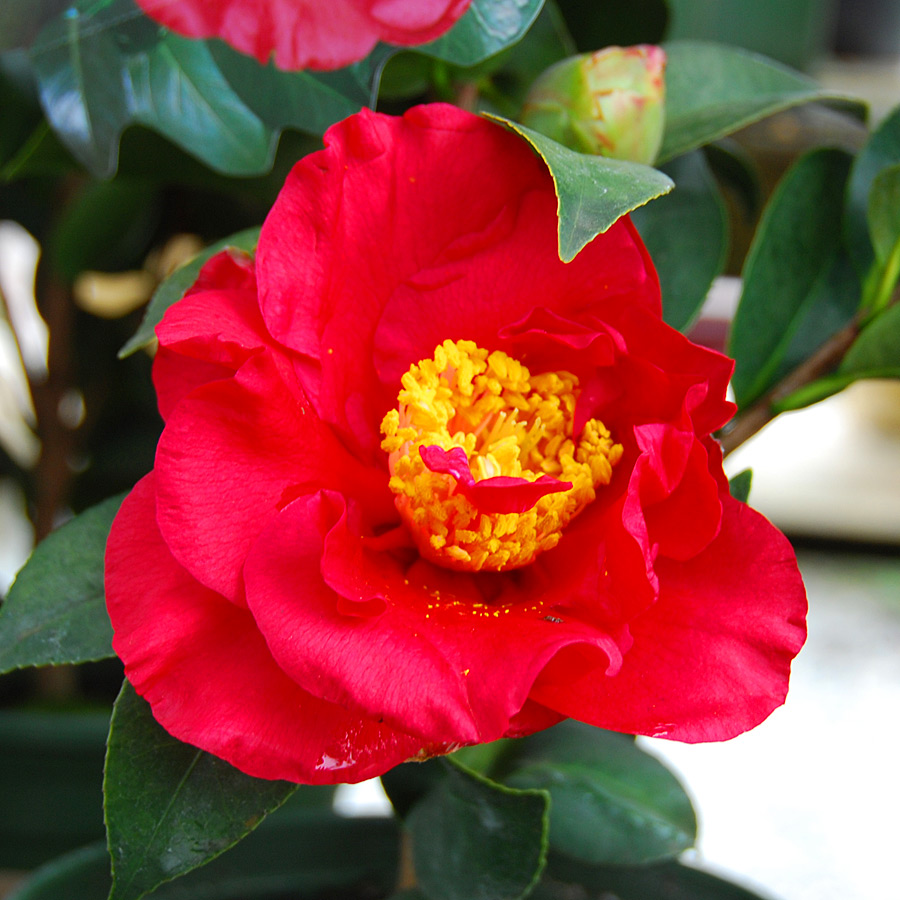 Camellia japonica 'Bob Hope'