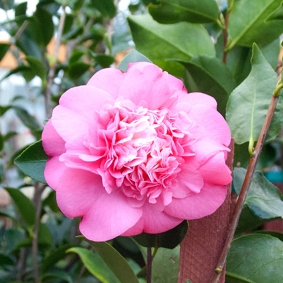 Camellia japonica 'Chandleri Elegans' 
