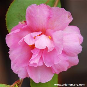 Camellia sasanqua 'Marge Miller' Standard