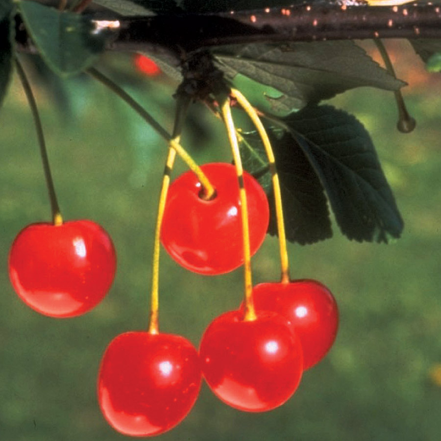 Cherry 'Montmorency'