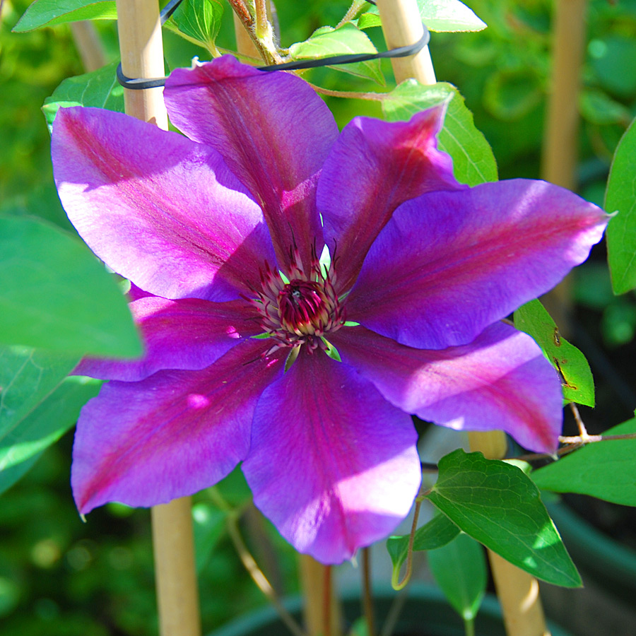 Clematis 'Vancouver Starry Nights'