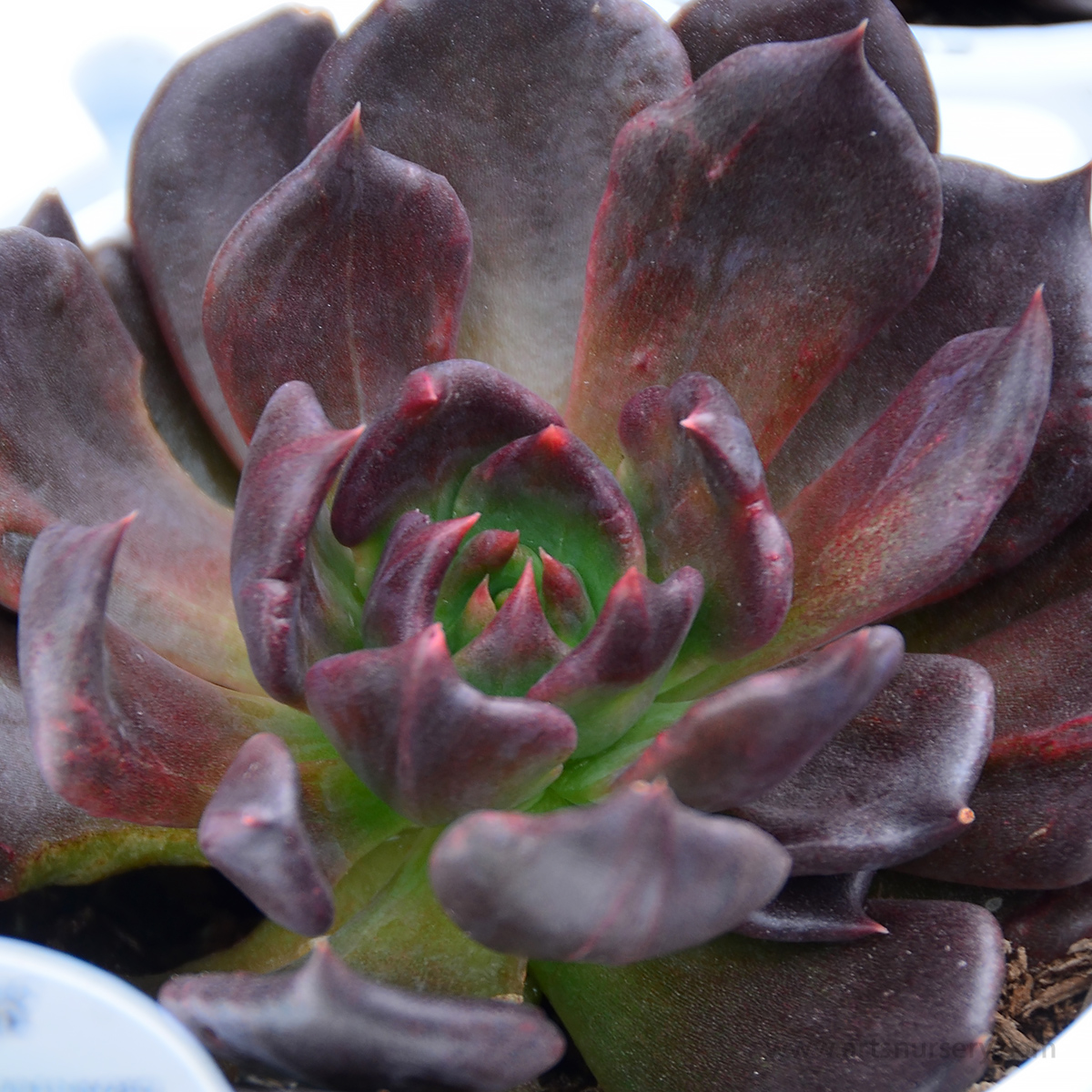 Echeveria 'Black Prince'