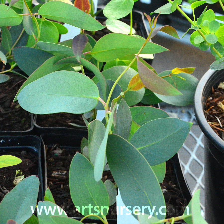 Eucalyptus pauciflora 