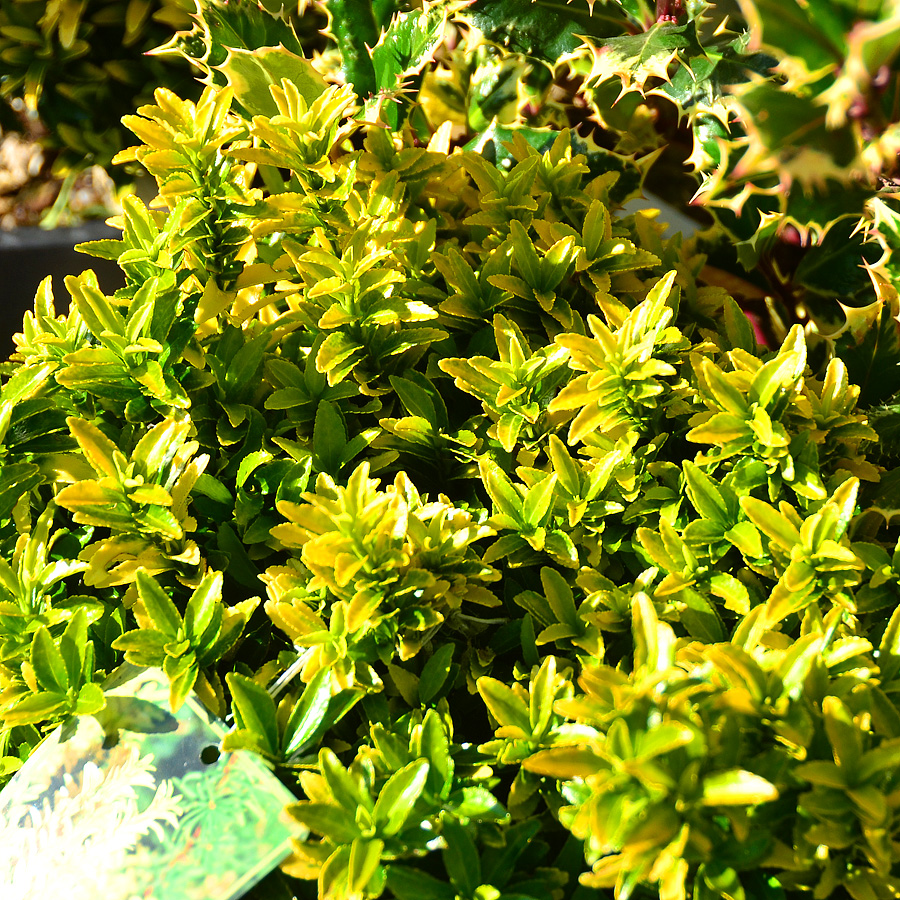 Euonymus microphyllus 'Butterscotch'