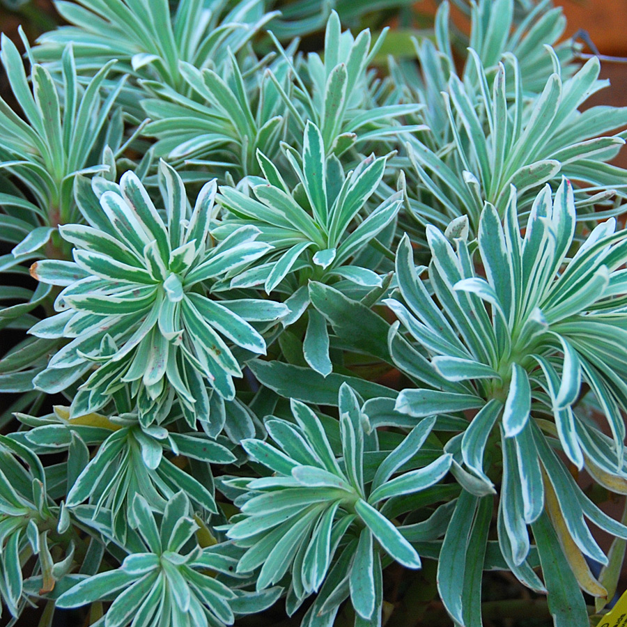 Euphorbia characias 'Glacier Blue'