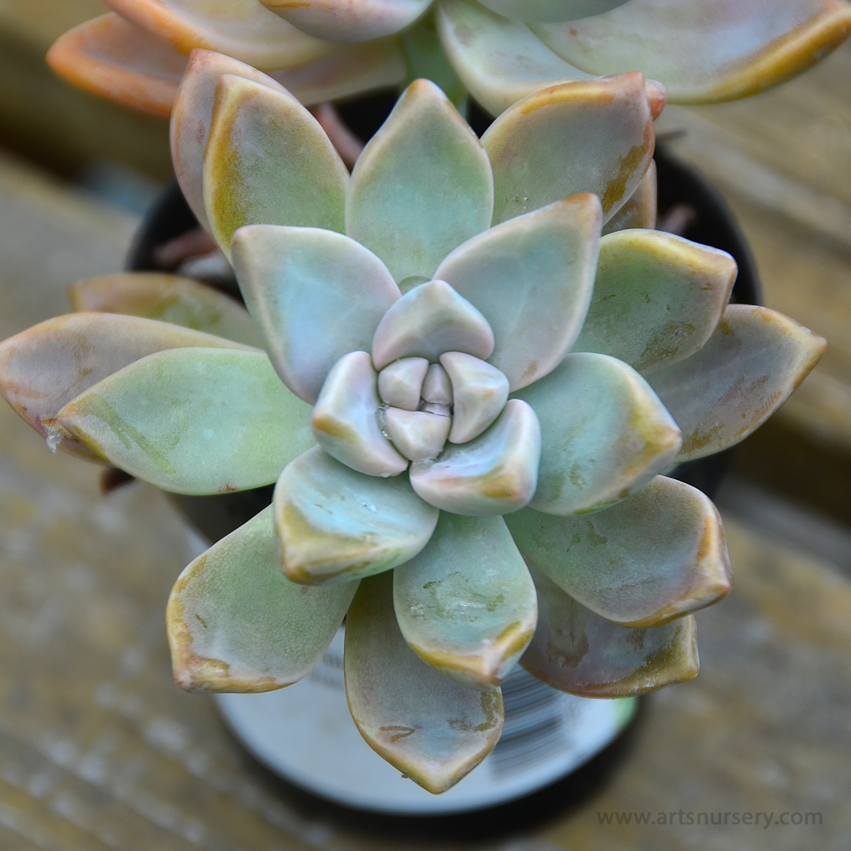 Graptopetalum paraguayense